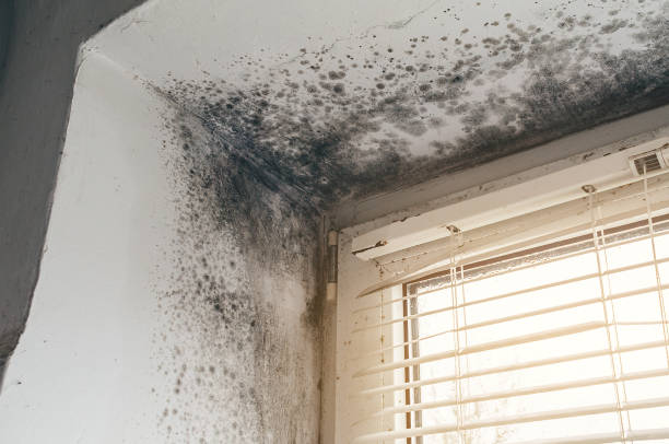 Affordable Mold Cleanup solutions in Philipsburg, PA